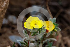 Beach evening primrose (Camissoniopsis cheiranthifolia), also known as beach suncup