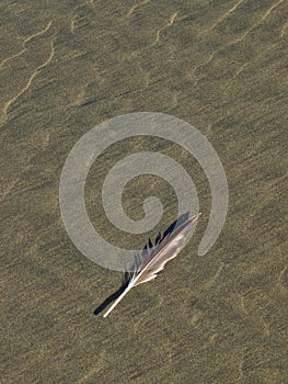 Beach Feather.