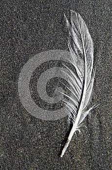 Beach Feather