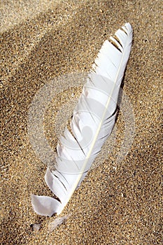 Beach Feather