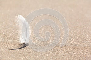 Beach Feather Background