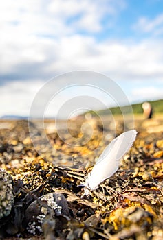 Beach Feather