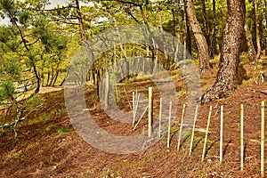 Beach fence. Forest with Trees in Autumn.