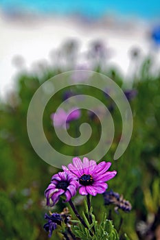 Beach Flowers