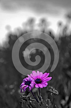 Beach Flowers Black and White Highlighted