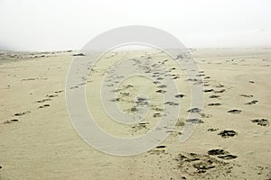 beach footprints fading away...Vancouver Island