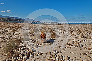 The beach is free in winter for a walk with my dog