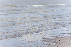 Beach full of black snail egg capsules, Adelomelon brasiliana, in Punta Rasa photo