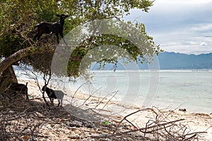 Beach Goats