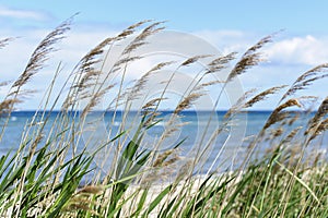 Beach grass