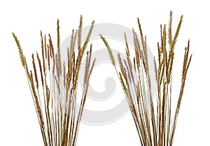 Beach grass (Ammophila arenaria)