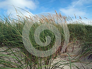 Beach grass