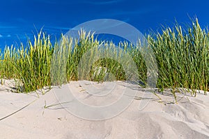 Beach grass on the beach at SPO