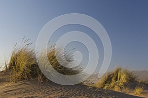 Beach grass blowing in wind on rippled sand