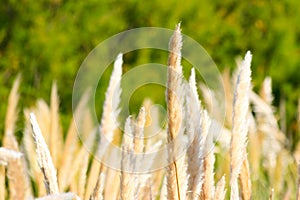 Beach grass