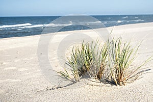 Beach grass bush on white sand at North sea. Summer beach day