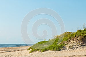 Beach Grass Covering Sand Dune on Outer Banks