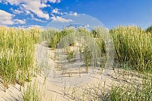 Beach Grass on Dune in Langeoog Germany