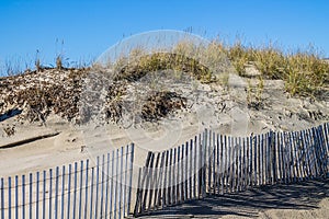 Beach Grass on Dunes with Picket Fence at Sandbridge