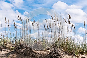 Beach Grass and Dunes at Sandbridge