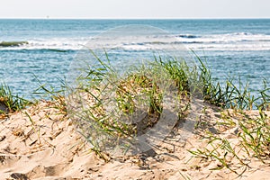 Beach Grass in Dunes in Virginia Beach with Ocean Background