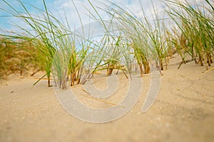 beach grass .Frisian islands beach plants.Beach summer background.Sea coast of the North Sea.Fer Island.