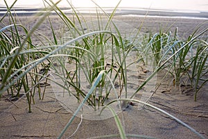 Beach grass growing on sand dunes