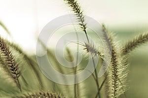 Beach grass