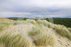 Beach grass overlooking the Oregon dunes