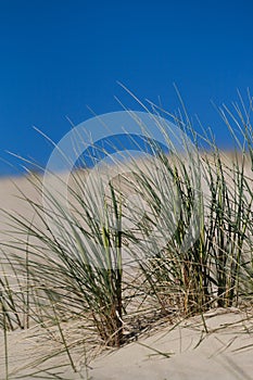 Beach Grass in sand dunes