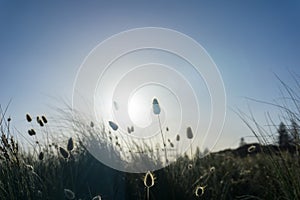 Beach grass silhouette against rising sun