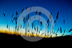 Beach Grass Silhouette at Sunset