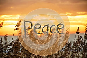 Beach Grass At Sunrise Or Sunset, Text Peace