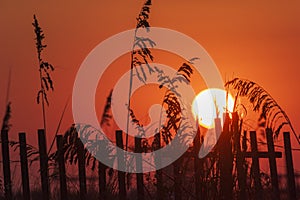 Beach Grass Sunset Silhouette on Okaloosa Island, Florida photo