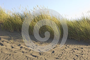 Beach grass on a windswept beach.