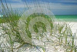 Beach grasses photo
