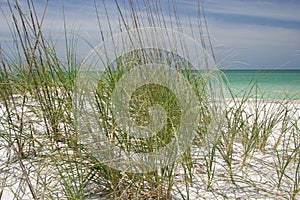 Beach Grasses photo