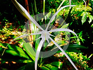 Beach Green-tinge spiderlily | Hymenocallis speciosa flower