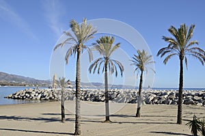 Beach groyne and palm trees