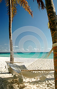 Beach hammock