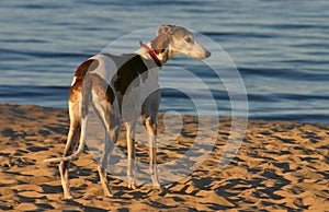 Beach hunter photo