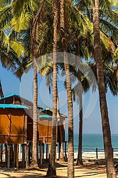 Beach huts under palm trees