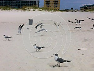 Beach Island Bums