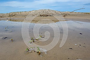 Beach of the island in front of Atins, Brazil