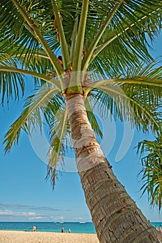 Beach - the island of Oahu, Hawaii. A photo from Lanikai Beach, Oahu, Hawaii.