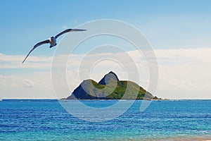 Beach - the island of Oahu, Hawaii. A photo from Lanikai Beach, Oahu, Hawaii.