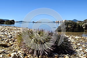 Beach of ItaguaÃ§u-FlorianÃ³polis with sea urchins