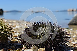 Beach of ItaguaÃ§u-FlorianÃ³polis with sea urchins
