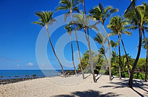 Beach at Kailua-Kona, Hawaii with Palm Trees