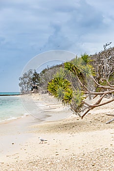 Beach of Lady Musgrave Island with Turquoise Ocean, Great Barrier Reef , Queensland, Australia